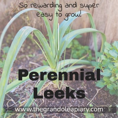 Perennial Leeks. Did you know they exist? (And they are so easy to grow!)