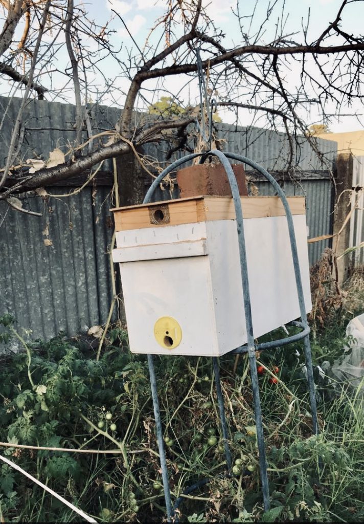 Nucleus hive in tomato patch
