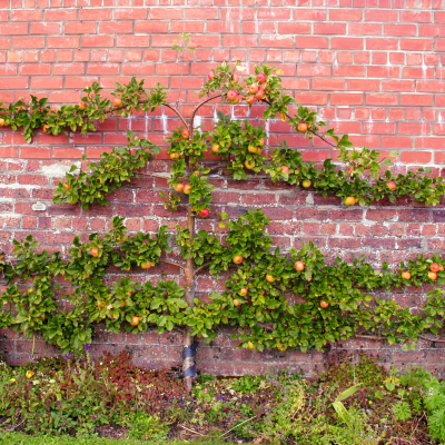 Why espaliered fruit trees are perfect for your cottagestead garden