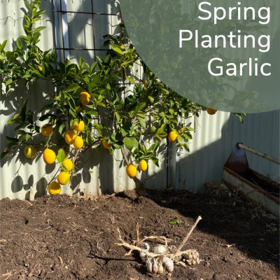 Spring planting garlic – 10 Steps for a great harvest