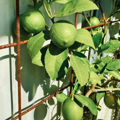 Can green lemons be ripened off the tree?