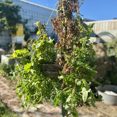 Don’t toss out green tomatoes! Do this instead.