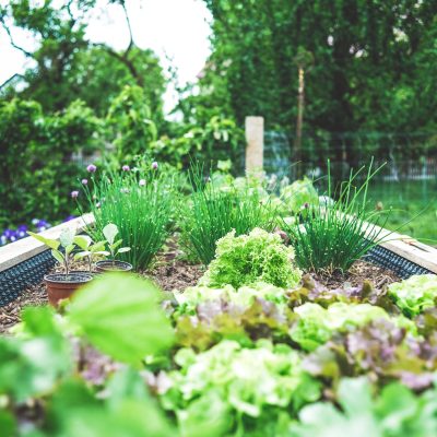 Organic Gardening: Tips and Techniques for Sustainable and Bountiful Harvests